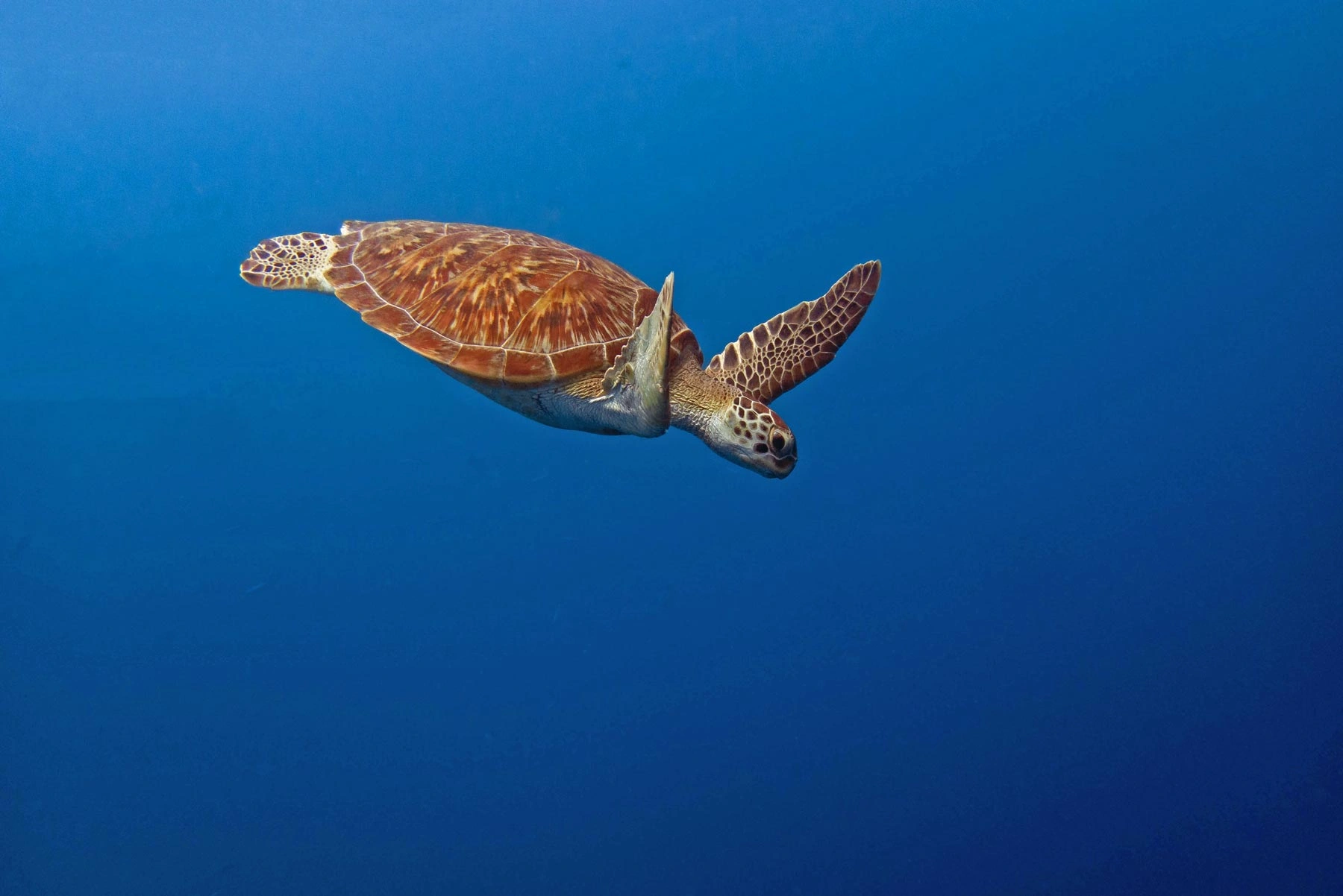 Olive Ridley sea turtle conservation near eco friendly hotels in Goa India and coastal resorts in Goa