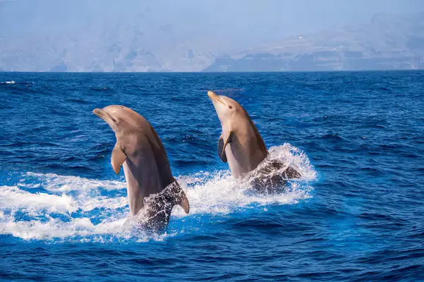 Couple enjoying dolphin spotting experience near a resort in Goa South Goa coastline